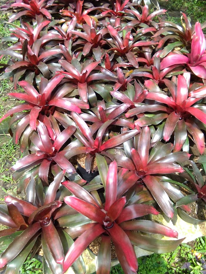 Bromelia Merah.jpg